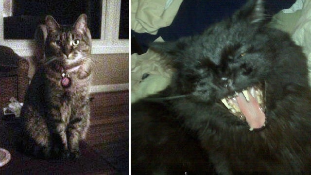 Is Your Cat Trying to Kill You?