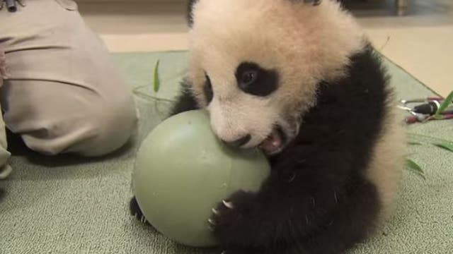 Panda cub refuses to let go of his favorite toy