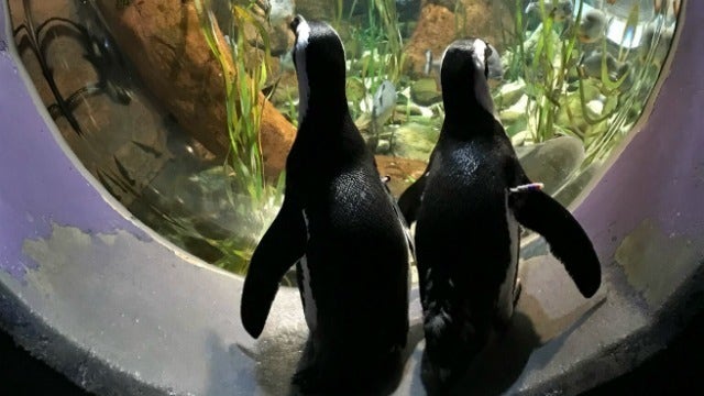 GA Aquarium penguin 'couple' celebrate Valentine's Day