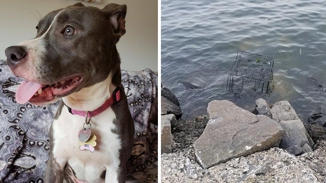 Pit bull left to drown in cage at water's edge in NJ