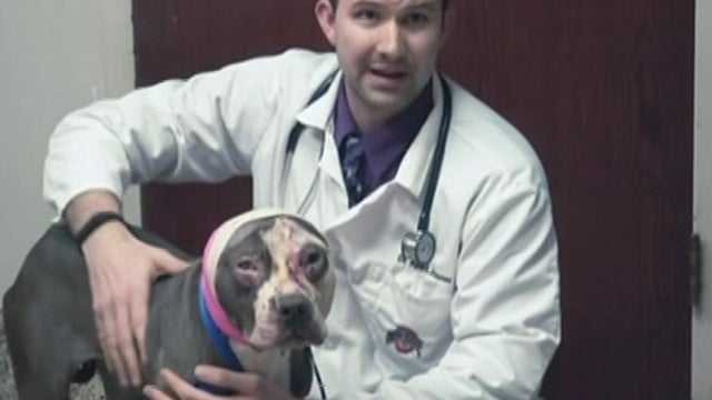 Ohio police seek info in burning of pit bull