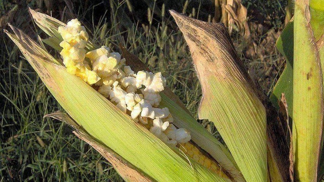 It's (almost) so hot corn is popping in Montgomery County