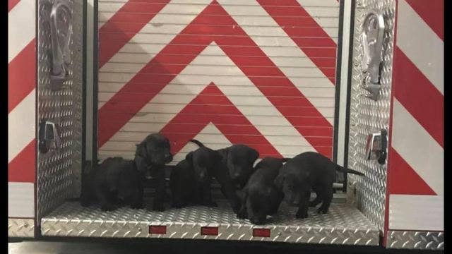 Firefighters rescue 6 puppies from burning structure