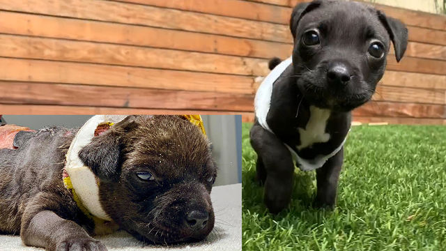 Puppy that was beaten, burned makes miraculous recovery