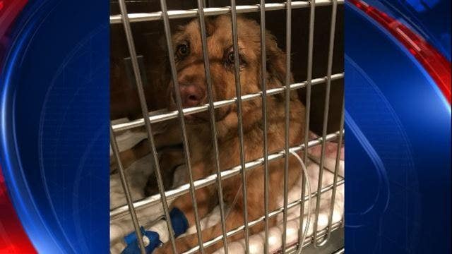 WATCH: Savannah police save burned puppy from trash can