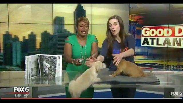 WATCH: Pet of the Day takes a tumble