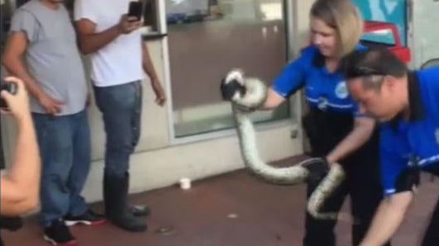 'Suspect apprehended!' Police nab 6-foot Miami Beach python
