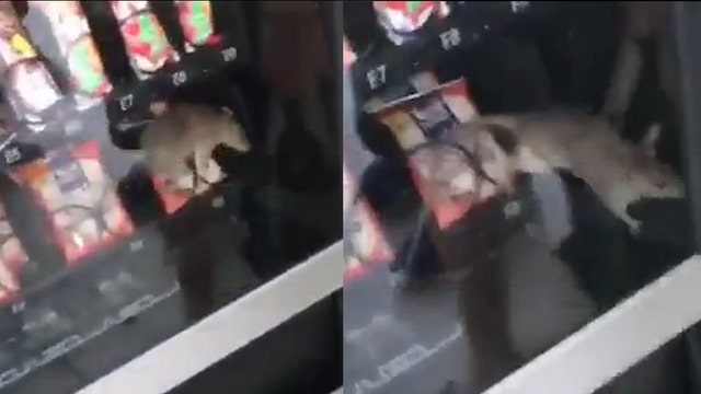Watch: Rat crawls through South Florida school vending machine
