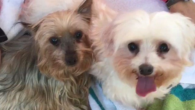 21 dogs rescued from puppy mills recovering, to be up for adoption