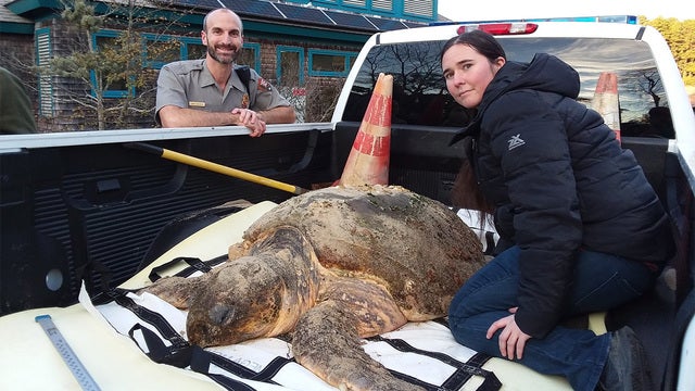 Hundreds of 'cold-stunned' turtles rescued on Cape Cod