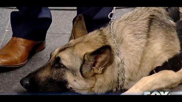 'PAWS Act' would provide wounded warriors with service dogs
