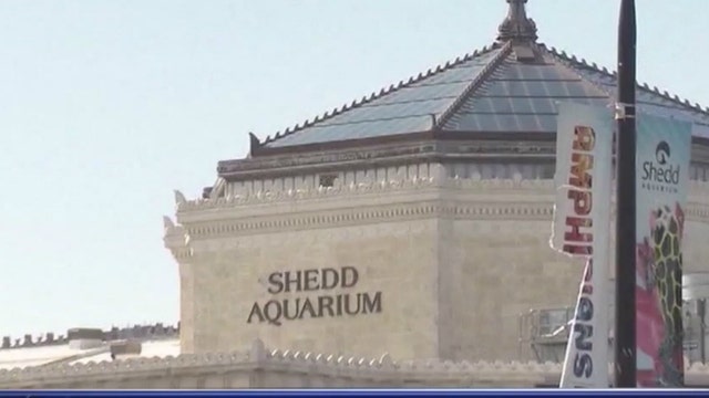 15 kindergarteners fall ill after visiting Shedd Aquarium