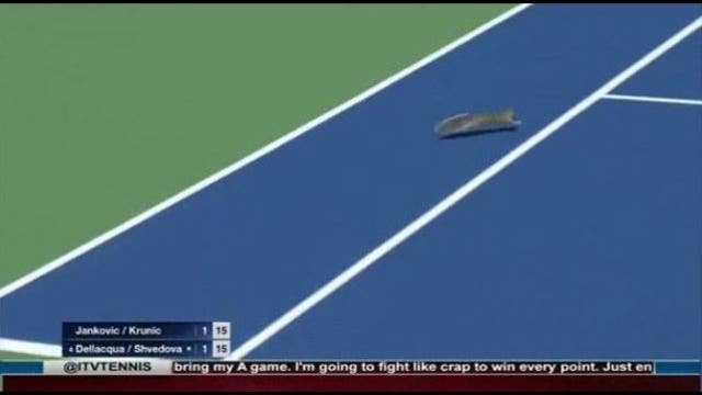 An Exciting Day on the Tennis Court as a Squirrel Bum Rushes the Court