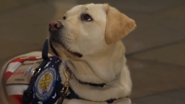 Bush service dog Sully wins Paw of Courage award