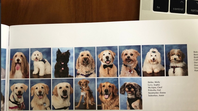 Therapy dogs that helped Parkland shooting survivors get their own school yearbook page