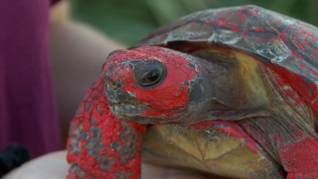 Tortoise covered in paint, concrete left along Florida road