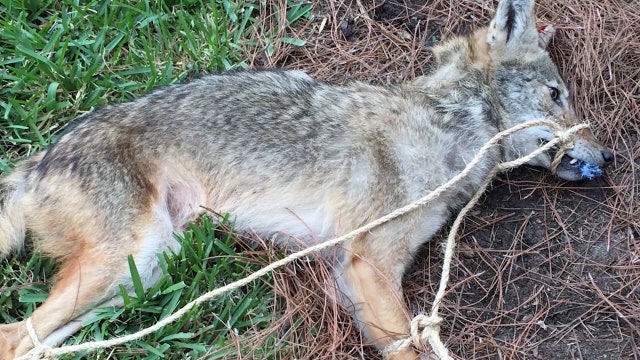 Rabies alert issued after coyote attacks 3