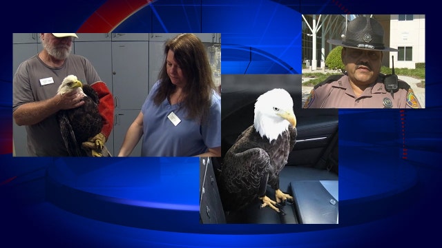 Trooper in Florida explains how he rescued injured bald eagle