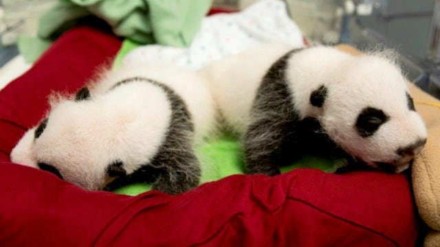 Furry farewell: Panda twins leave Atlanta for China