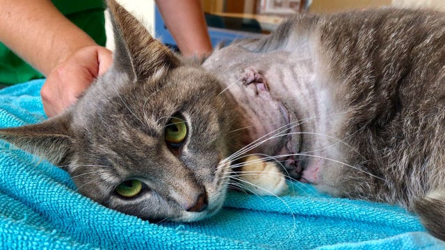 Cat named Pickles loses leg after firecracker was tied to her paw with rubber bands