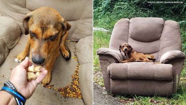 ‘Shame on you': Starving, scared puppy abandoned by owners in broken armchair on side of the road