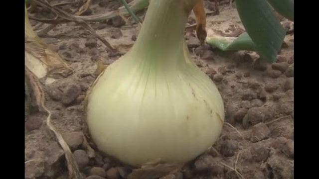Farmer: Vidalia onions could be smaller, a bit pricier