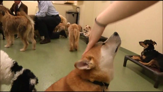 Who's a pretty baby? Baby talk improves our bond with dogs