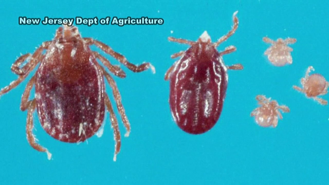 Dangerous tick found in Hunterdon County, NJ
