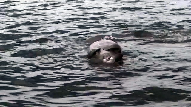 More videos show dead manatees off Southwest Florida