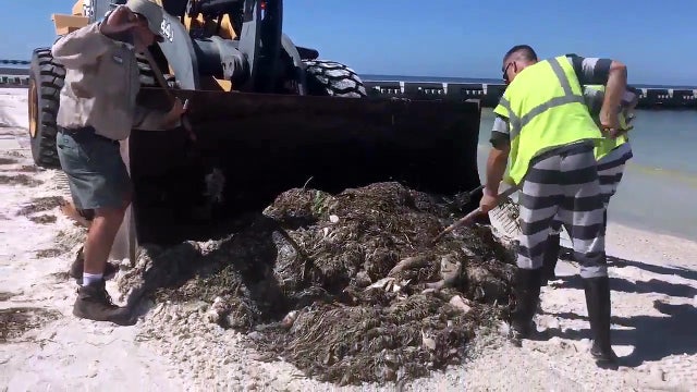 Tons of dead fish shoveled from beaches