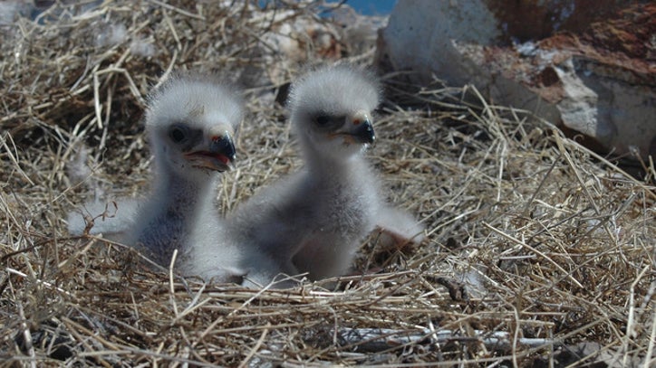 On Georgia Coast Bald Eagle Numbers Soar With Many Nests