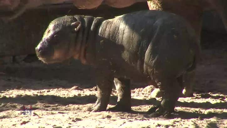 Rare baby pygmy hippo born at Tampa's Lowry Park Zoo | FOX ...