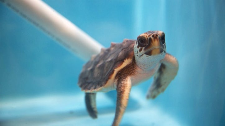 Georgia Aquarium Welcomes Sea Turtles Evacuated Ahead Of
