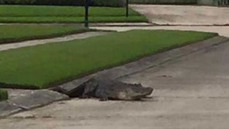 6194a24e-090515_gator_street4_640_1441489330582-404023.jpg