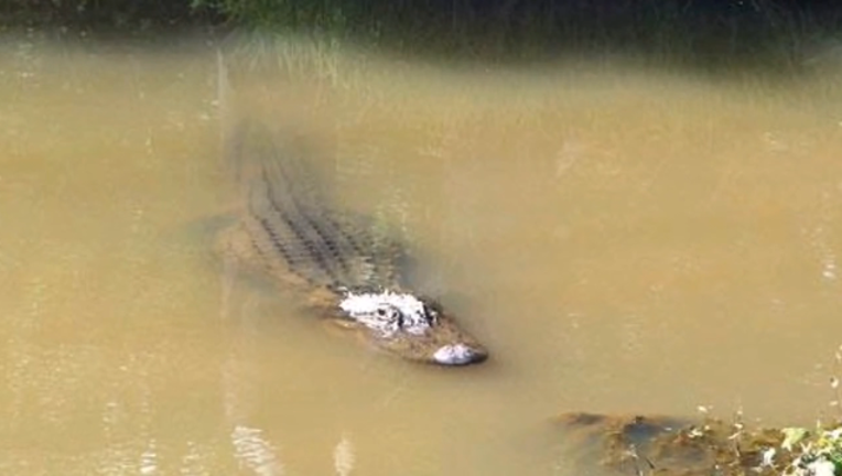21525e33-P ALLIGATORS IN GEORGIA 5P _00.00.52.03_1466131373189.png