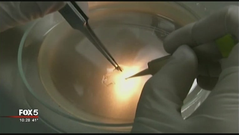 Zika_virus_in_pregnant_women_7_20160205035448