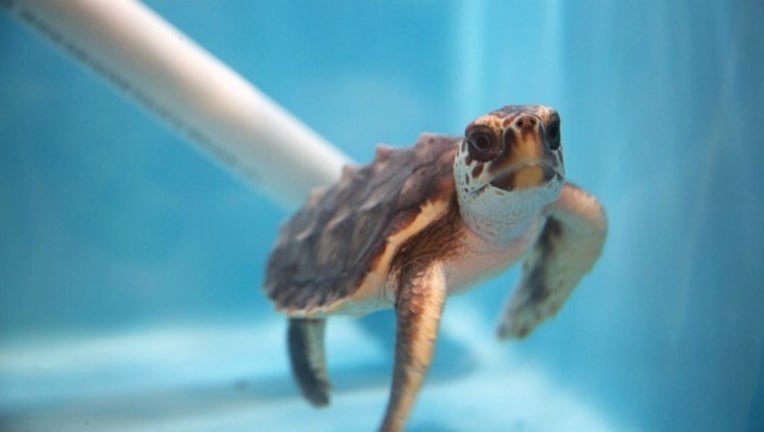 sea turtle_Georgia Aquarium_1476140376546.jpg