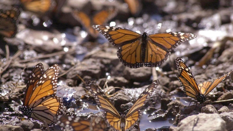 45d2b57f-GETTY MONARCHS 031819-407693