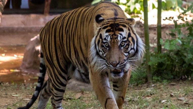 How to register for Zoo Atlanta's virtual job fair How to register for Zoo Atlanta's virtual job fair