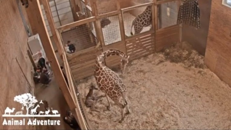 4c211037-april the giraffe-402429