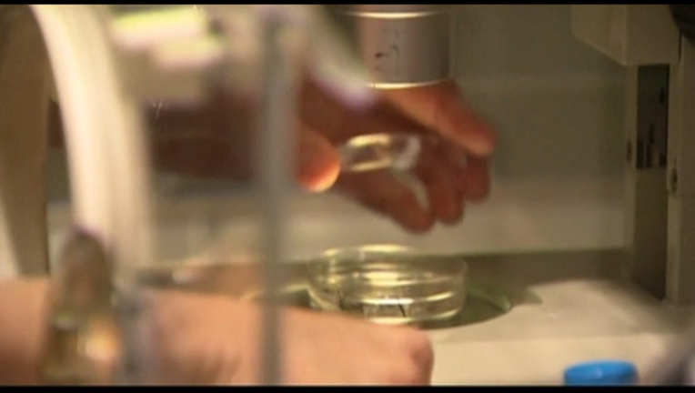 zika 1_1454645770899.png