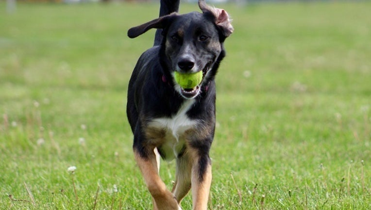 71766be1-Dog Running_1490719145329-401096.jpg