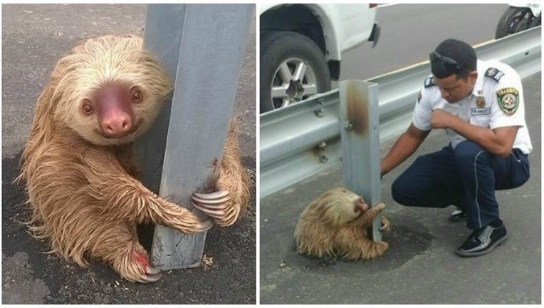 945ce22a-Saving a sloth_1453730528819.jpg