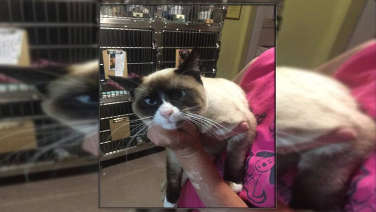 Pet Cat Accidentally Hitches Ride From Utah To Florida Fox 5 Atlanta