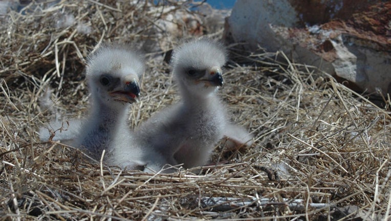 da743c36-BabyEagles_1528639910476.jpg