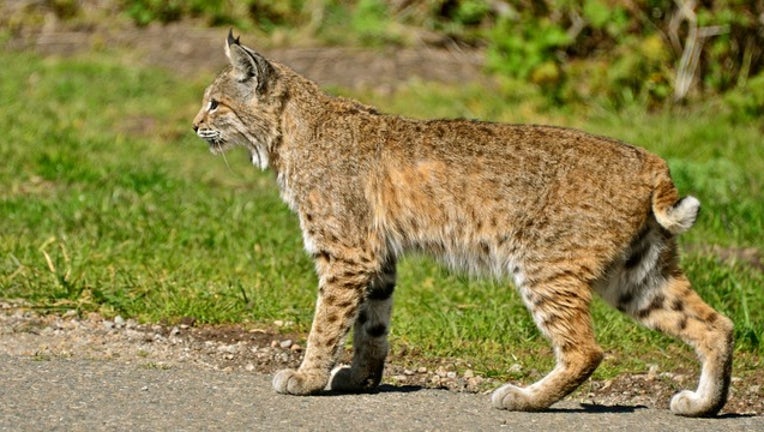 eee6be63-Bobcat stock photo by Linda Tanner via Flickr-404023
