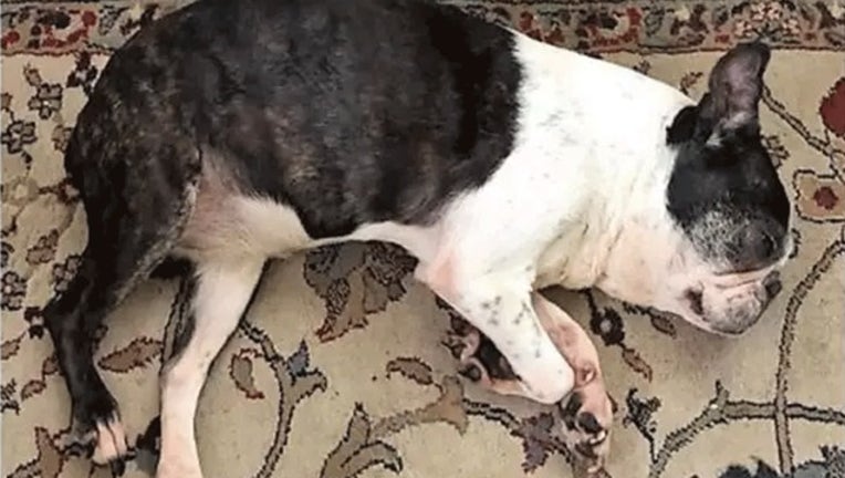 c0c3134e-SPCA_Bruna_090718-402970