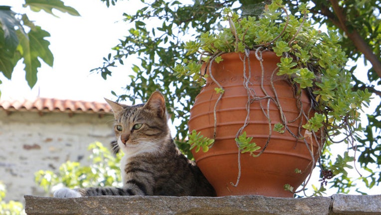 Greek cat hot sale sanctuary