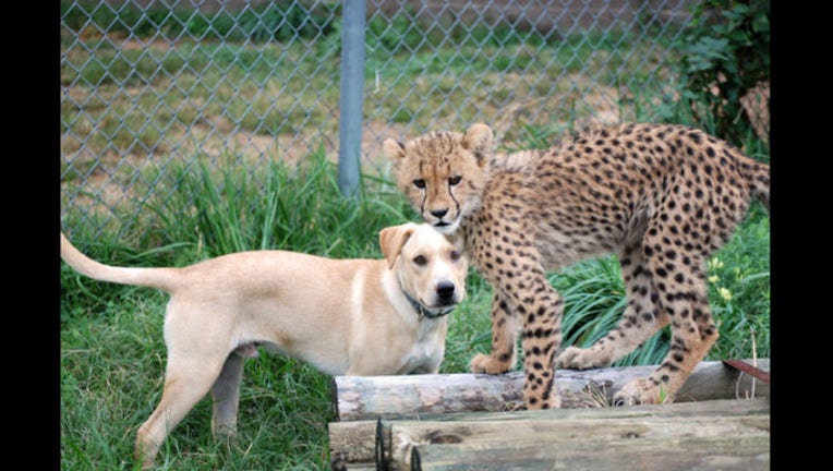 45b5b8be-CheetahCubPuppyFriendship_1444183349873-401720.jpg