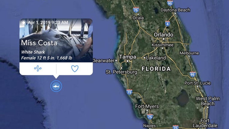 Miss Costa Great White April 1 Ping-401385